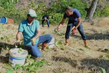 Hasadına başlanan Şebin cevizinde rekolte düşüklüğü yaşanıyor