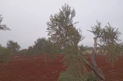 Hasat sonrası budama devam ediyor