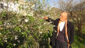 Havalar ısındı, badem ağaçları çiçek açtı