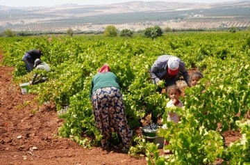 ‘Horoz Karası' üzüm tarlada 16, markette 40 TL