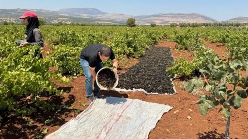 Horoz karası üzümü'nün sofralara yolculuğu başladı