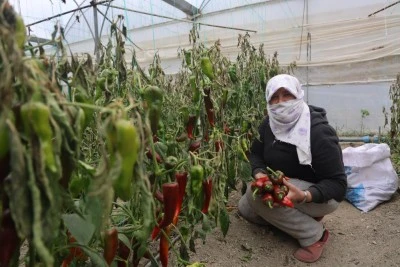 İhracat için yetiştirilen kapya biberi don vurdu