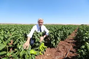 İLK HASADI  BAŞKAN TAHMAZOĞLU YAPTI