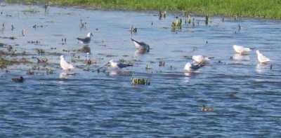 İnce Gagalı Martı (Larus genei) Kilis’te Görüldü