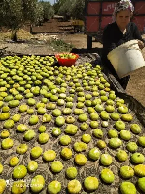 İNCİRLER KURUTULUYOR, SALÇALAR YAPILIYOR