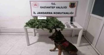 Jandarmadan uyuşturucu ve tarihi eser operasyonu