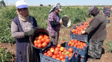 Kadınların domates hasadı başladı