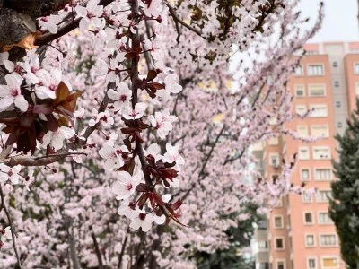 Kar hububatta sevindirdi, don meyve ve sebzede endişe getirdi