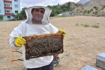 Kara kovan balında hasat başladı