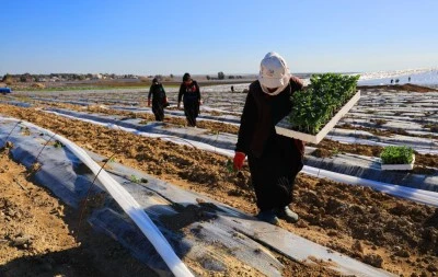 Karpuz fideleri toprakla buluştu