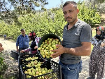 Kavurucu sıcakta zorlu hasat: Kayısı tarlada 30 TL 