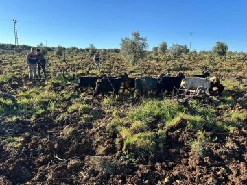 Kaybolan 15 adet küçükbaş hayvanları jandarma buldu