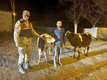 Kaybolan büyükbaş hayvanları jandarma arazide buldu 