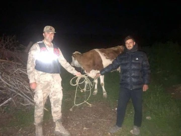 Kaybolan büyükbaş hayvanları jandarma buldu