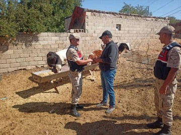 Kaybolan buzağıyı jandarma buldu