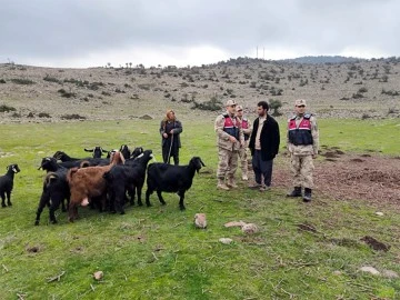 Kayıp küçükbaş hayvanlar drone desteği ile bulundu