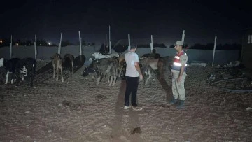 Kayıp olan büyükbaş hayvanları jandarma buldu