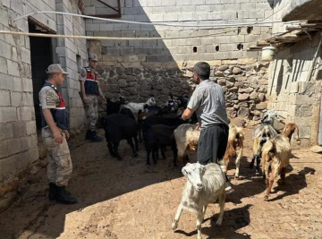 Kayıp olan hayvanları dron yardımı ile jandarma buldu 