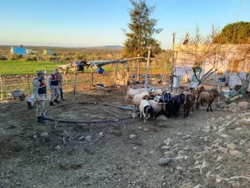 Kayıp olan hayvanları jandarma buldu