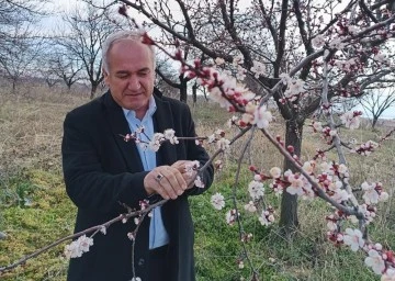 Kayısıda zirai don tehlikesi