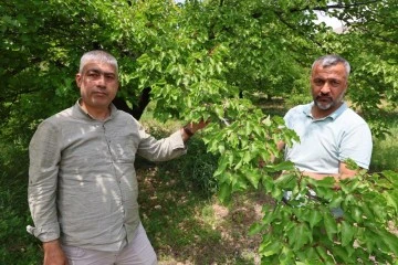 Kayısıyı 'sis' vurdu, rekoltede yüzde 60 düşüş bekleniyor