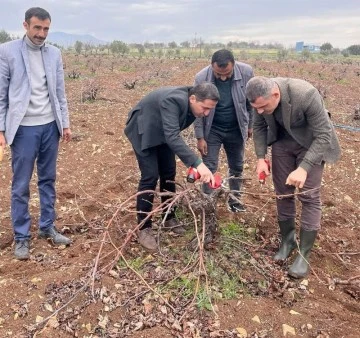 Kaymakam Özbilgi, Güven Özdemir ile bağ budamı yaptı