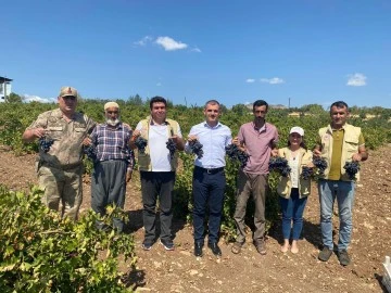 Kaymakam Özbilgi, önce üzüm kesti sonra üzüm serdi