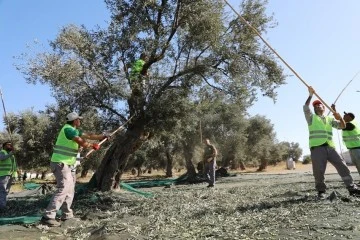 Kazdağları eteklerinde zeytin hasadı başladı