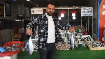 Kebap diyarı Kilis’te balık dönemi