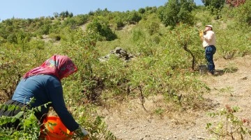 Kebapçıların gözdesi sumağın hasadı başladı