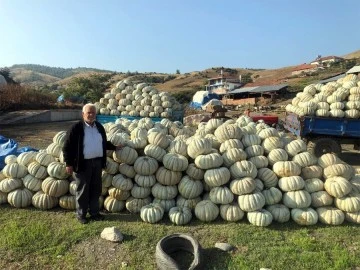 Kestane kabağı üretiminde bu yıl rekor artış yaşandı