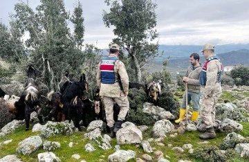 Kilis'te kaybolan küçükbaş hayvanları jandarma buldu