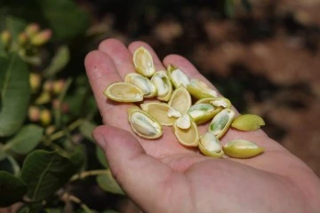 Kilis'te Antep fıstığında yüksek rekolte çiftçileri sevindirdi