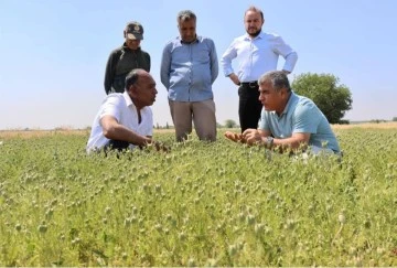 Kilis Çörek Otu ekili alanları incelediler