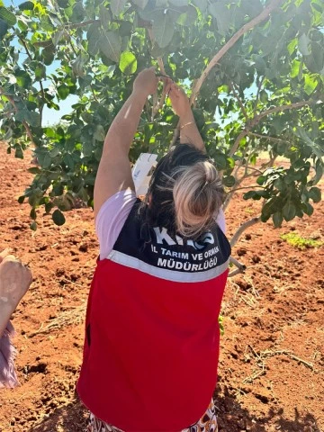 Antep Fıstığı Feremon Tuzak Kontrolleri Yapıldı