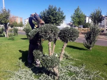 Kilis’te ağaçlara şekil veriliyor