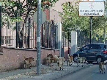 Kilis'te başı boş gezen köpeklere kim el atacak?