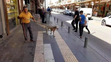 Kilis’te başıboş dolaşan Pitbull yakalanarak barınağa götürüldü