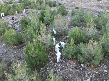 Kilis'te çam kese böceğine karşı mücadele ile ormanlar korunuyor