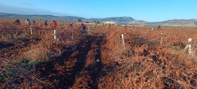 Kilis’te çiftçiler dertli [ÖZEL HABER]