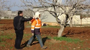 Kilis'te çiftçiler gece çadırda gündüz tarlada