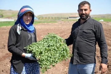 Kilis'te çiftçilerin zorlu mesaisi Ramazan'da da devam ediyor