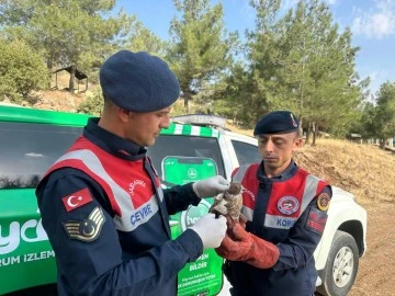 Kilis'te devriye gezen jandarma, yaralı atmaca buldu