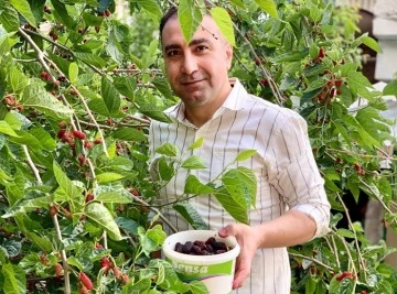 Kilis’te dut meyvesi olmaya başladı