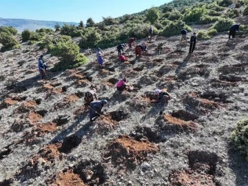 Kilis'te fidanlar toprakla buluşuyor