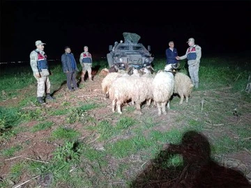 Kilis'te kaybolan küçükbaş hayvanları jandarma buldu 