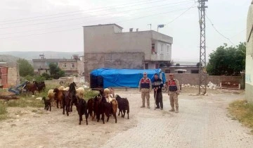 Kilis'te kaybolan küçükbaş hayvanları jandarma buldu