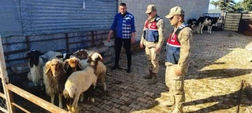 Kilis'te kayıp olan küçükbaş hayvanları jandarma buldu