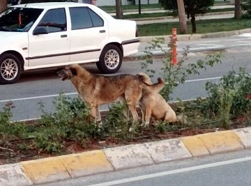 Kilis'te köpeğin ısırdığı şahıs hastaneye kaldırıldı