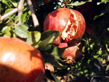 Kilis’te nar hasadı başladı